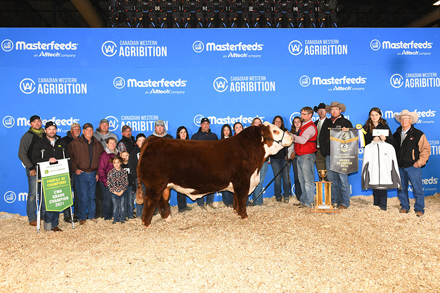 Hereford cow